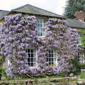 Wisteria-blauwe-regen