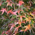 wilde-wingerd-parthenocissus-quinquefolia-engelmanni